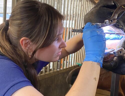 HELP! Heeft mijn paard een tandprobleem?